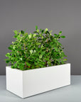 Torino Planter